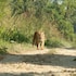 Kingfisher Jungle Trekking Tour