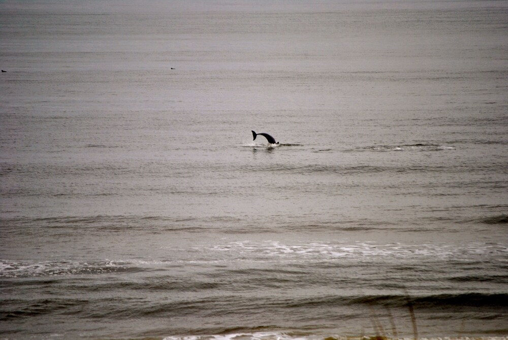 Four Winds, Carolina Beach Oceanfront Condo, North End