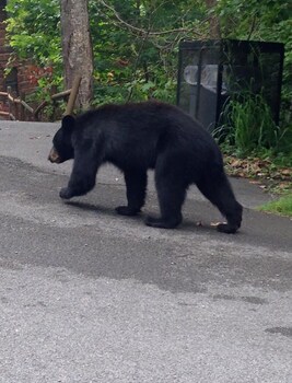 Fifty Shades Of Blue Gatlinburg Room Prices Reviews Travelocity