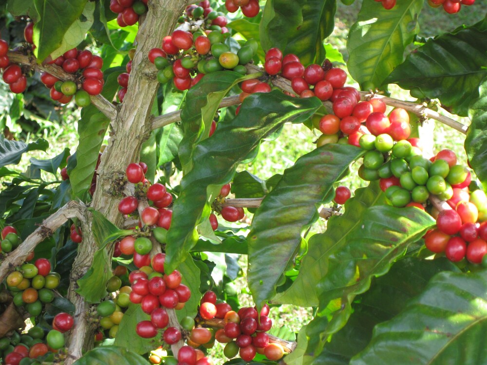 Lovely garden cottage, Hamakua waterfall district, 100 solar in Ninole