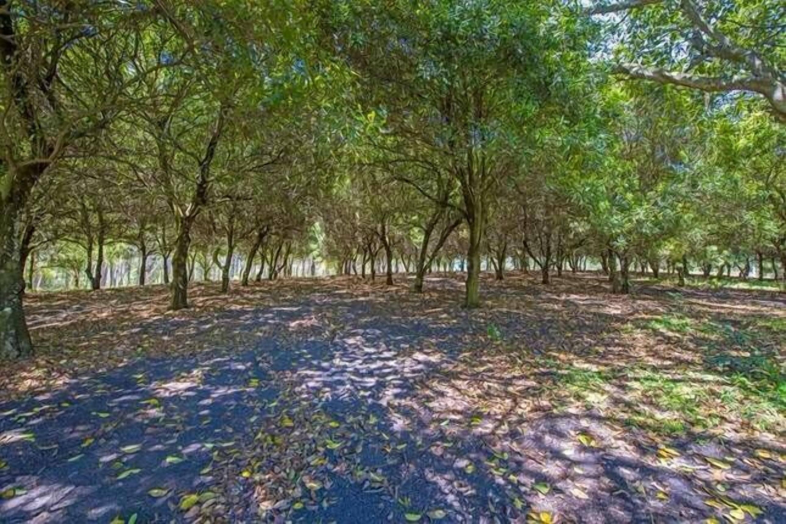 The Nutty Bungalow..on organic farm by the beach .
