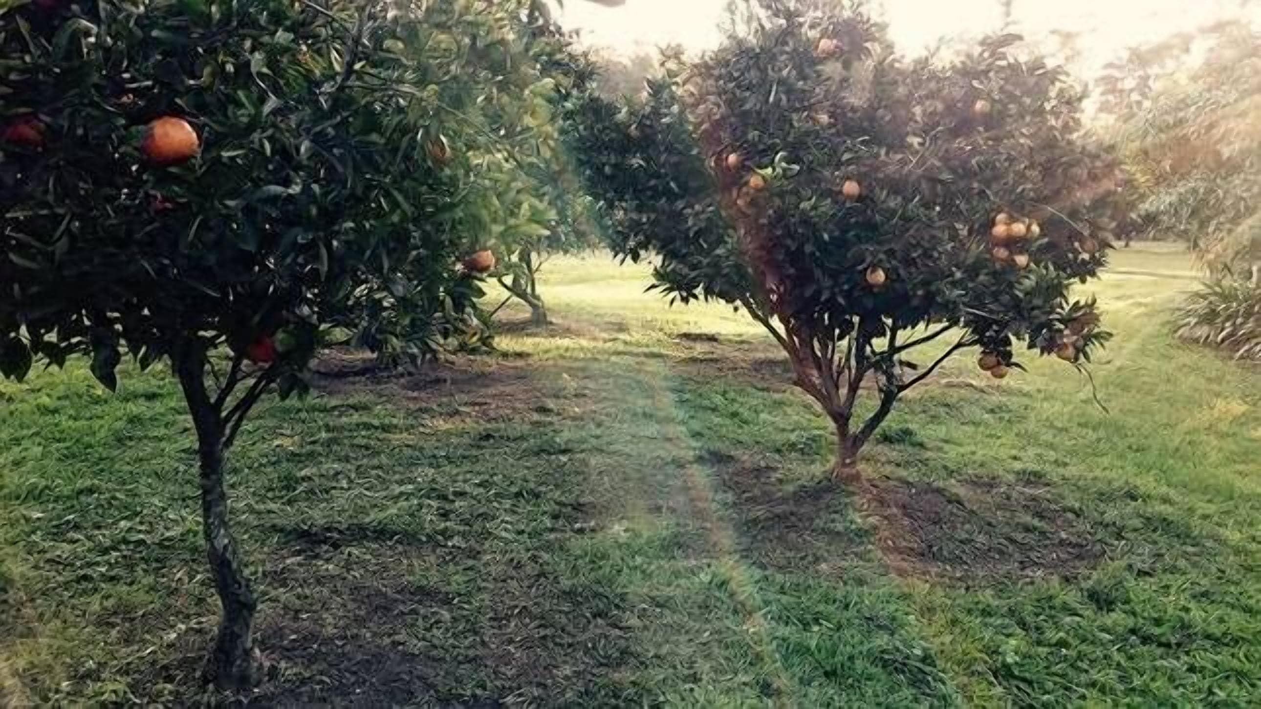 The Nutty Bungalow..on organic farm by the beach .