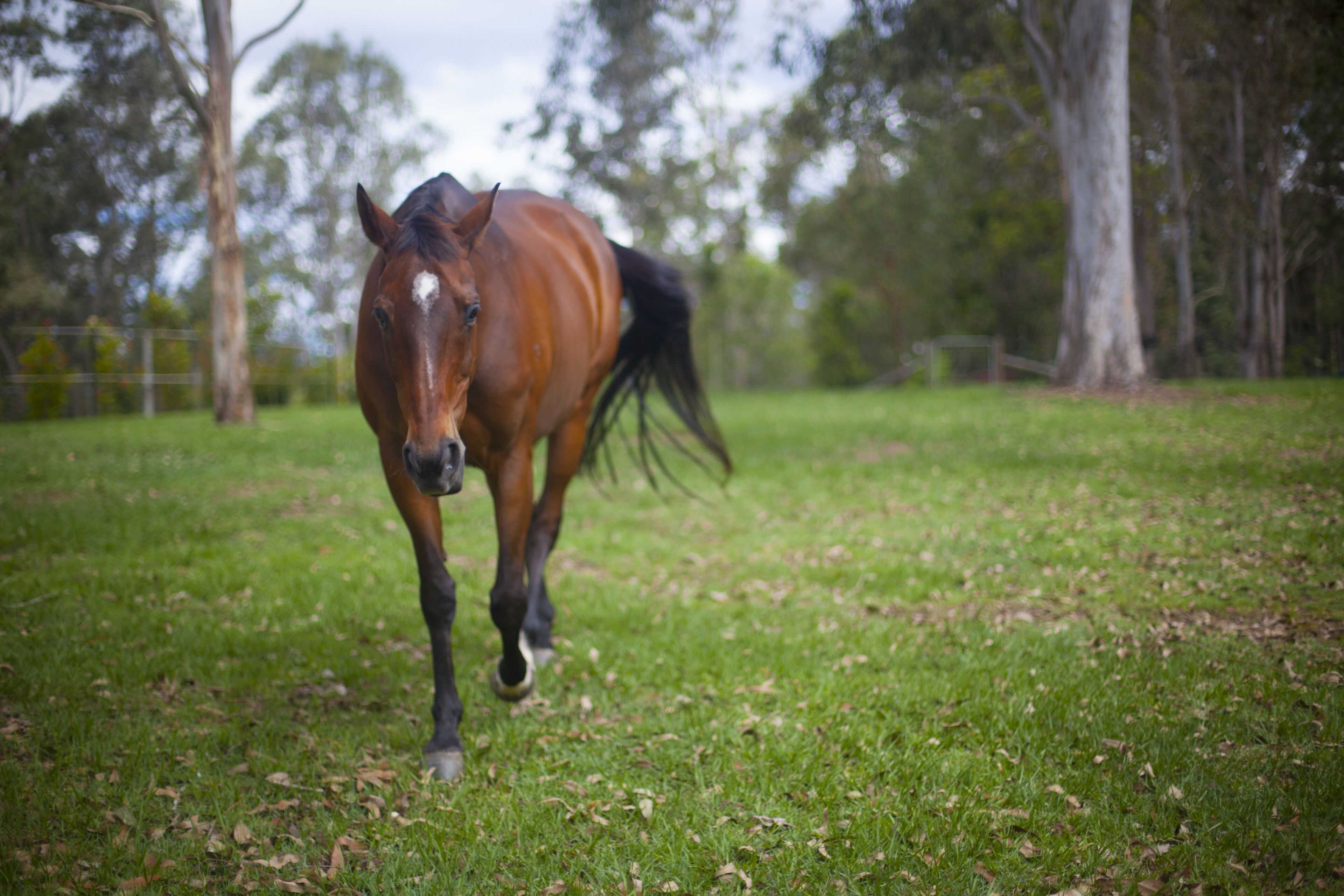 Samford Valley Resort Style Retreat 'Navillus'