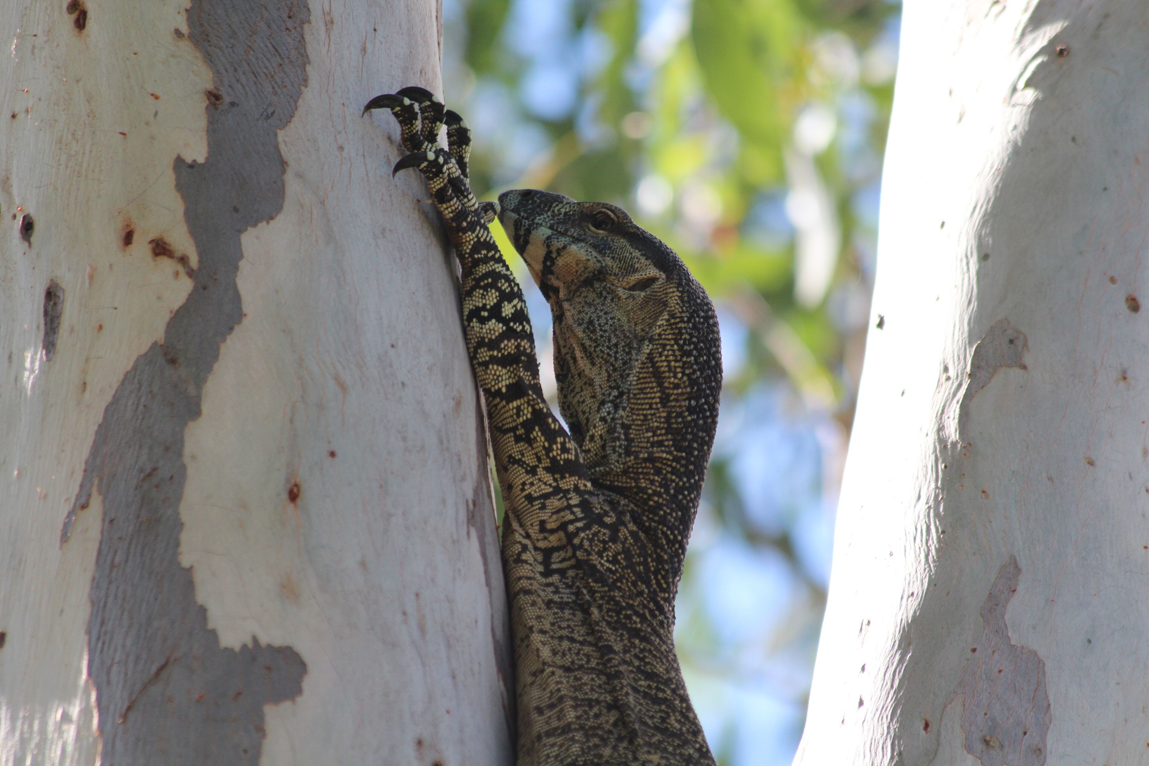 Samford Valley Resort Style Retreat 'Navillus'