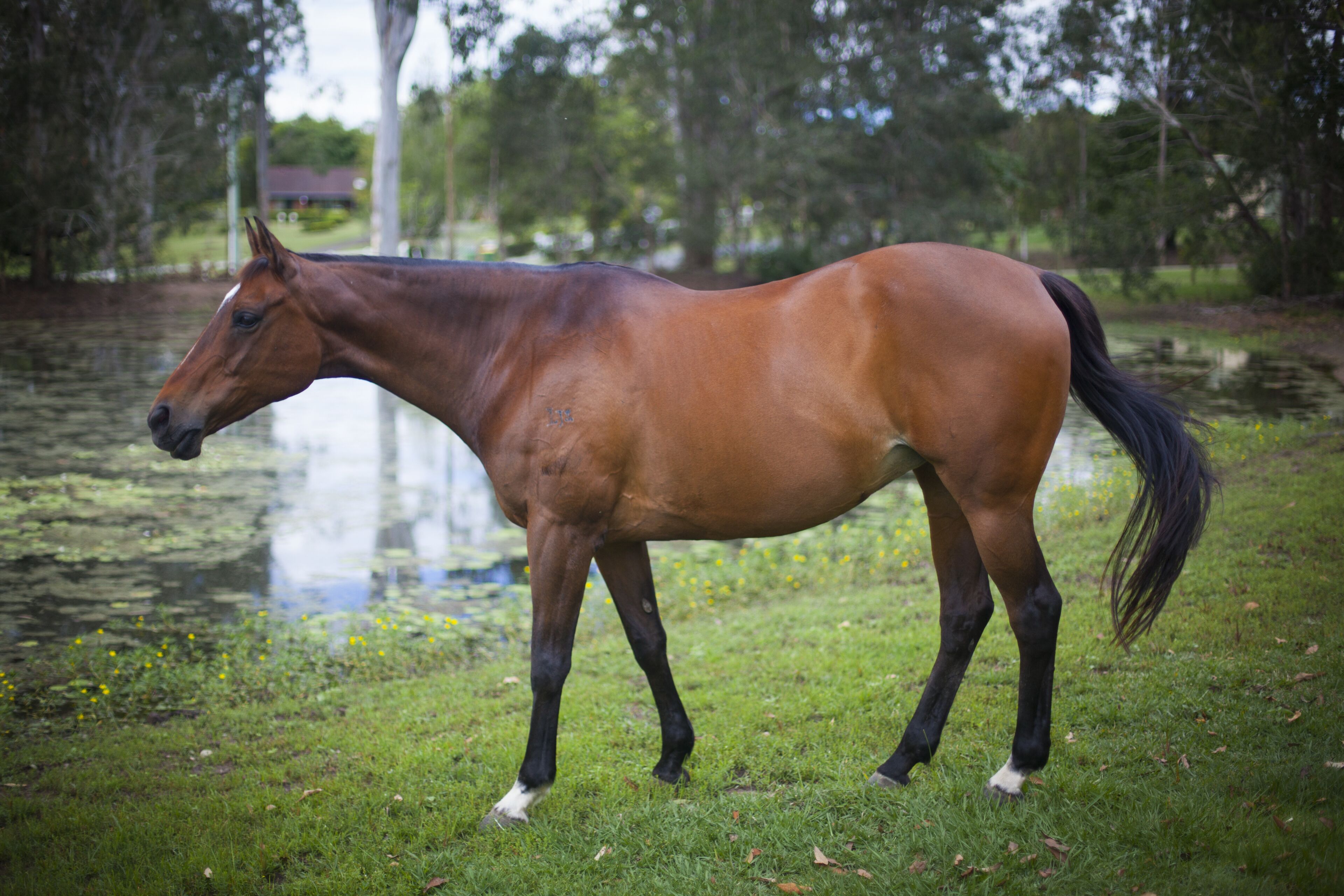 Samford Valley Resort Style Retreat 'Navillus'