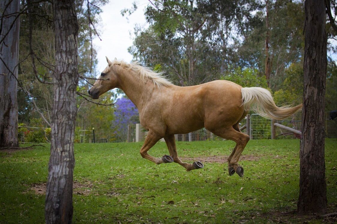 Samford Valley Resort Style Retreat 'Navillus'