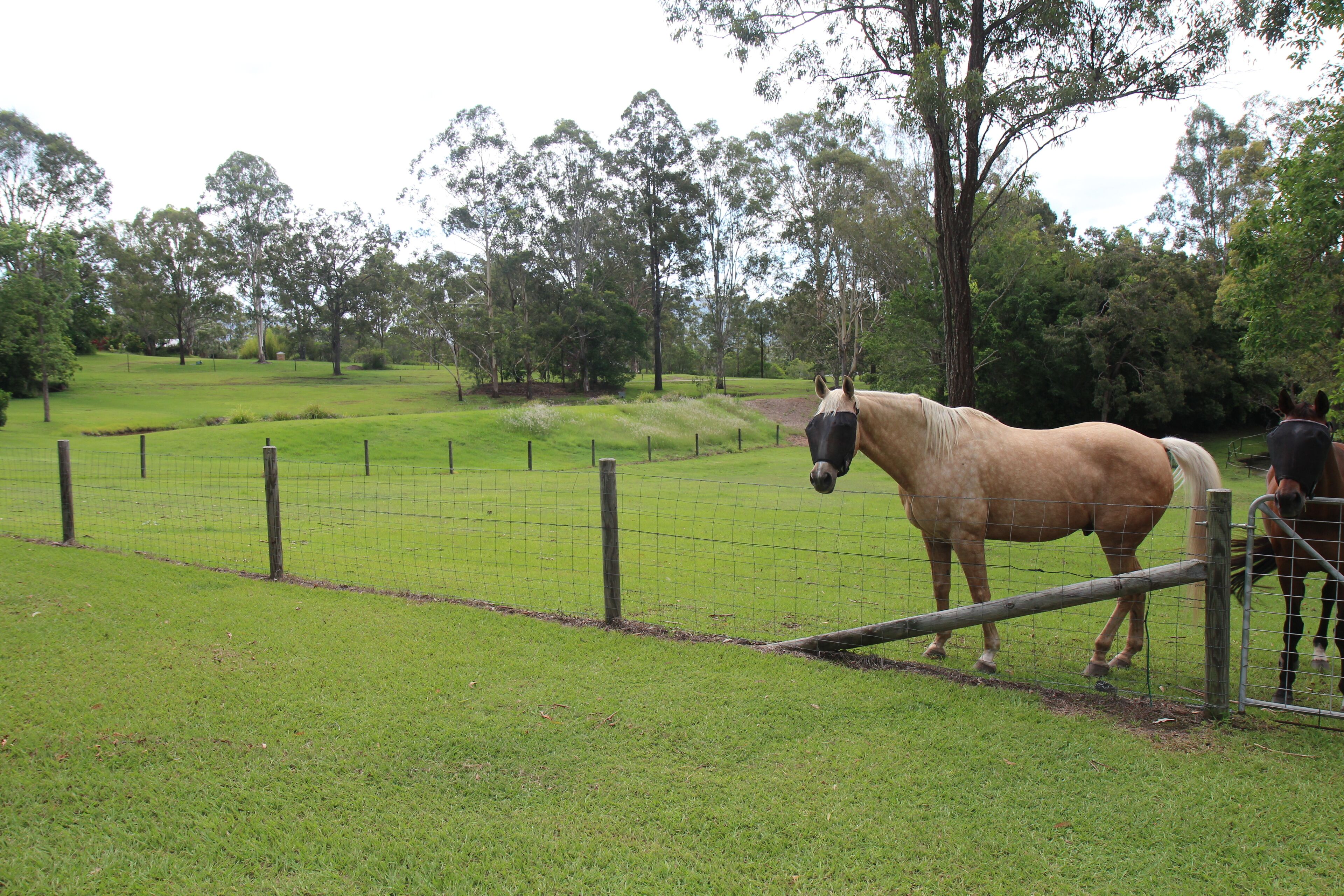 Samford Valley Resort Style Retreat 'Navillus'