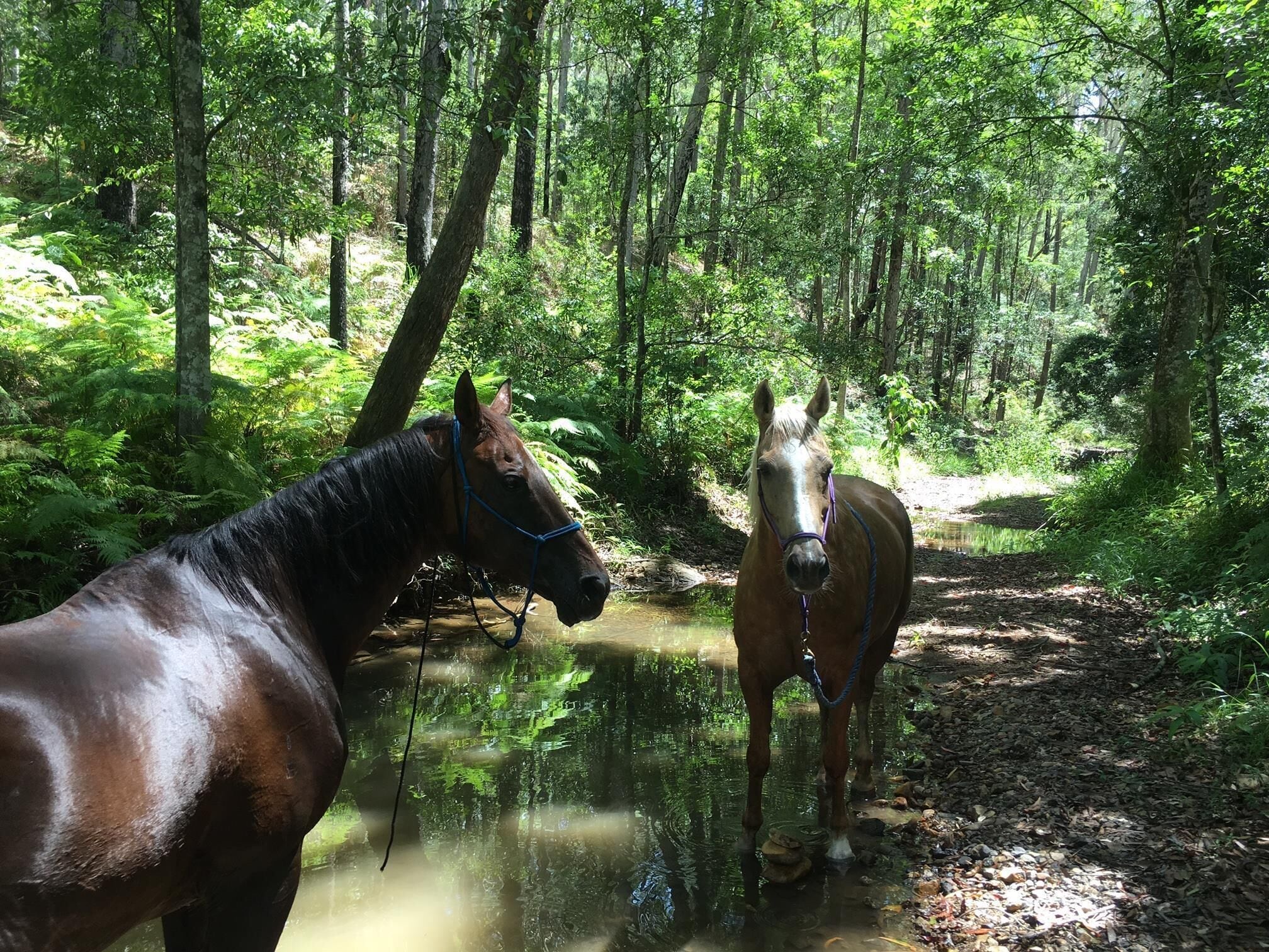 Samford Valley Resort Style Retreat 'Navillus'
