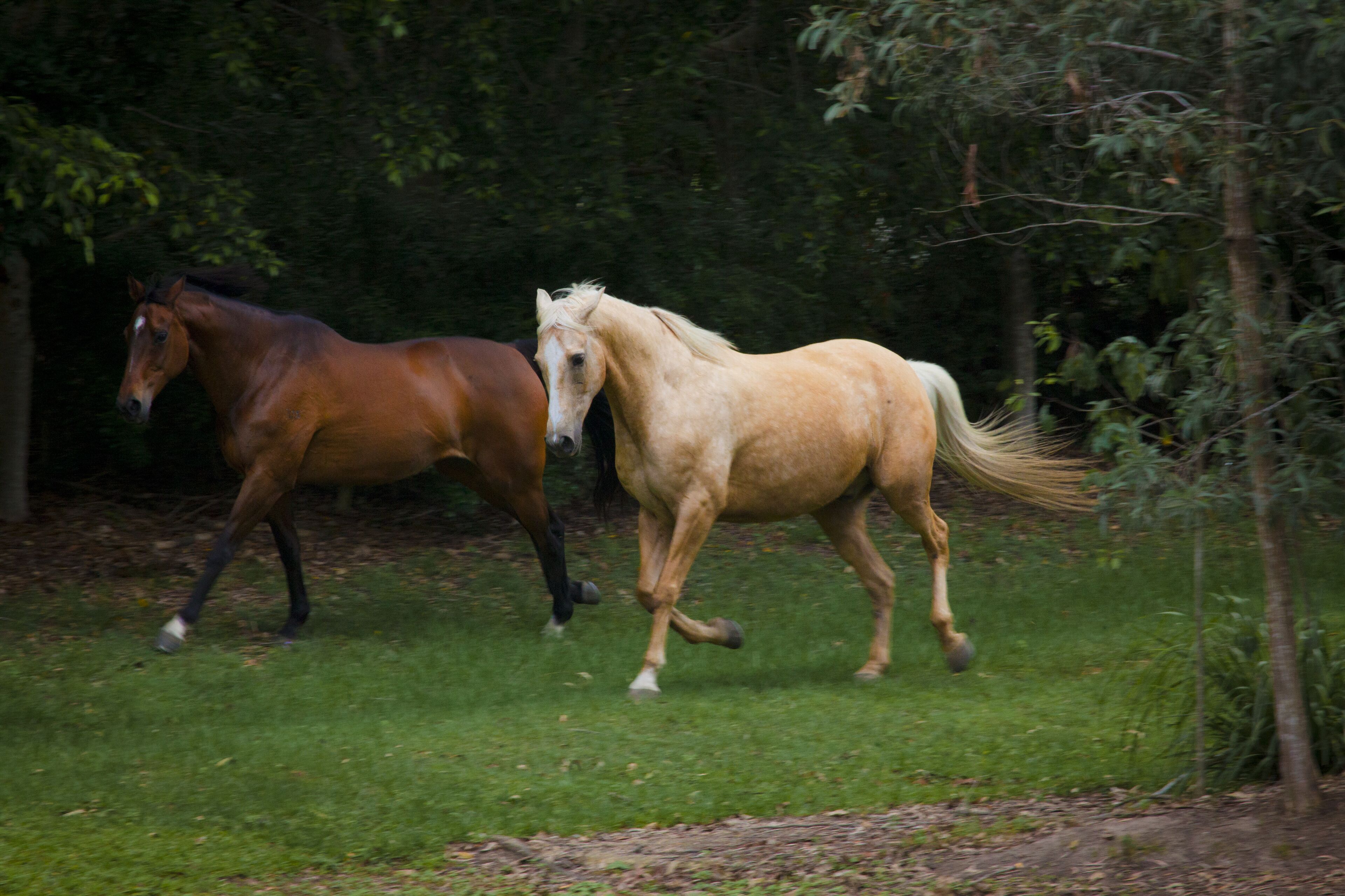 Samford Valley Resort Style Retreat 'Navillus'