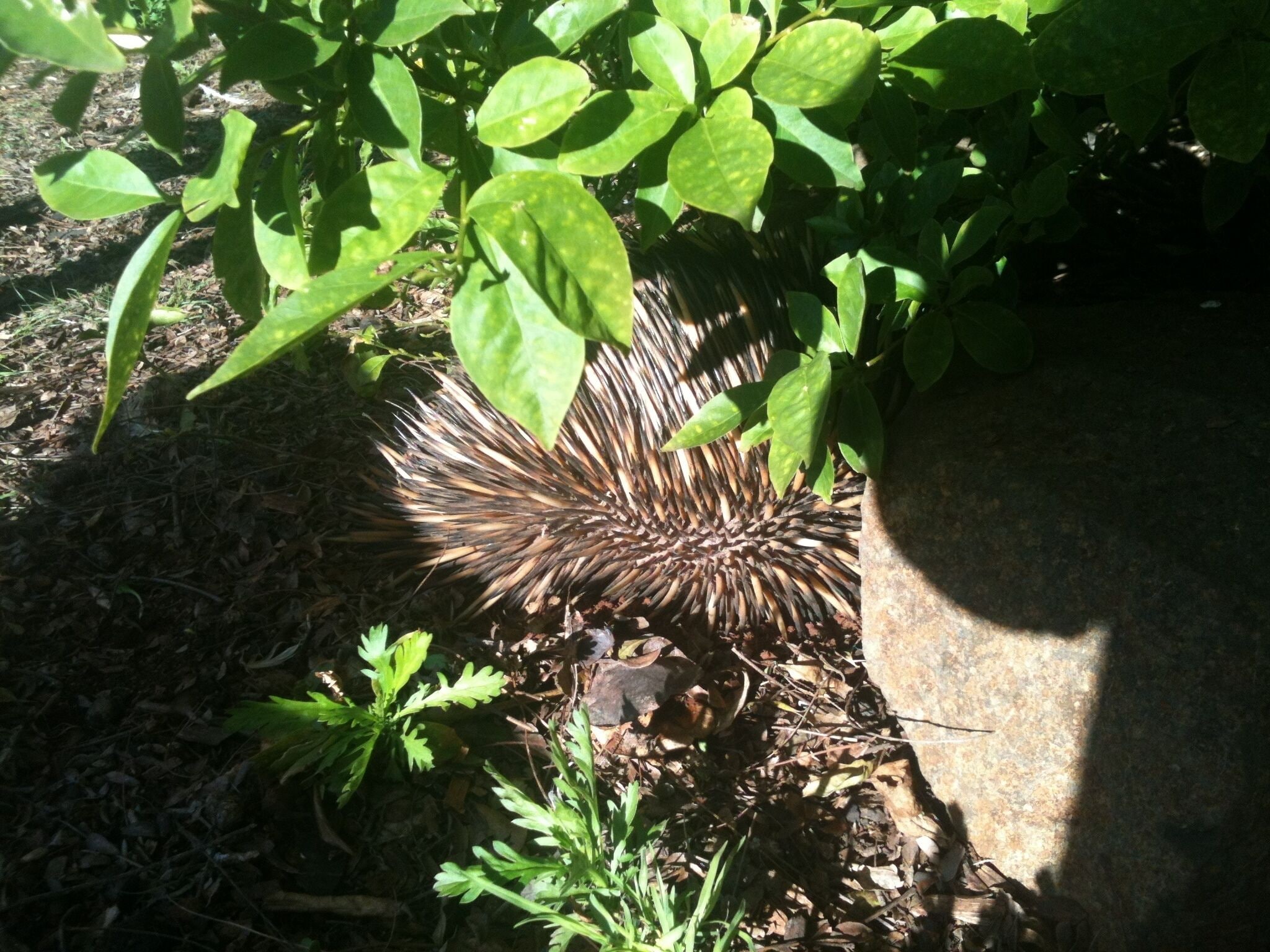 Earth Studio with shared kitchen, short drive to Zoo, rural setting