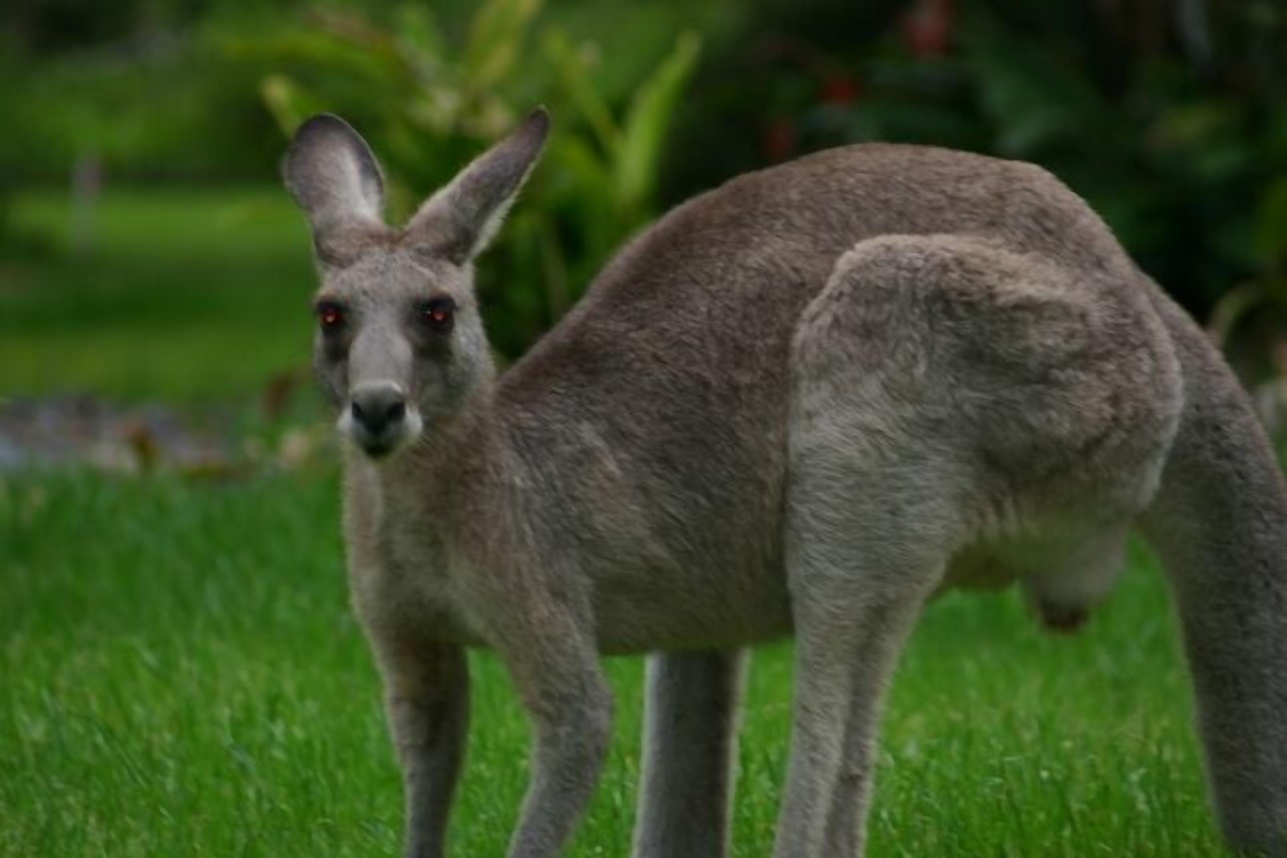 Mullaway On The Beach