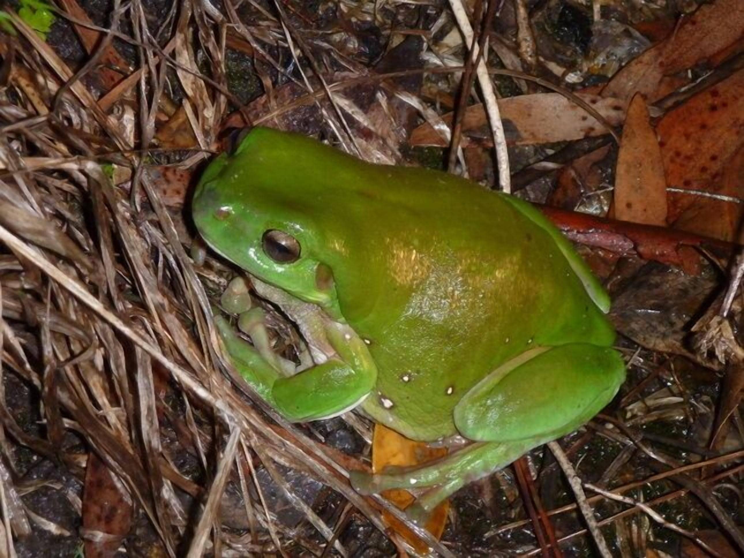Mullaway On The Beach