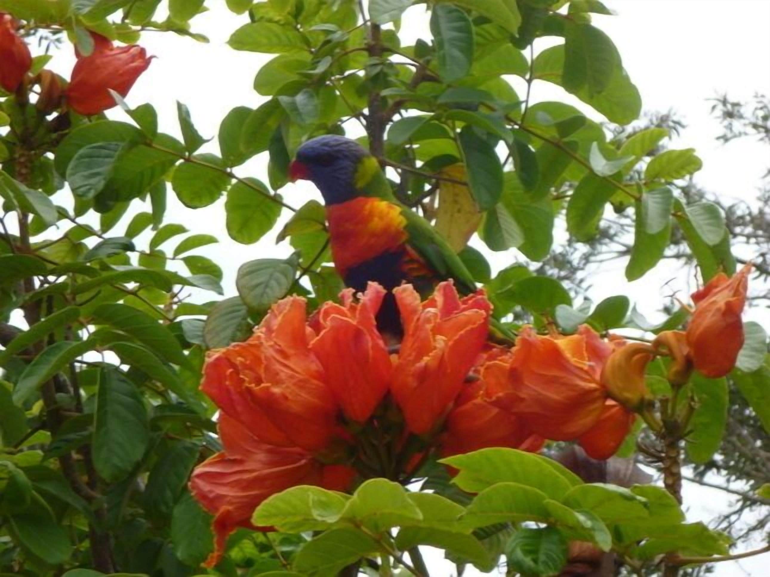 Mullaway On The Beach