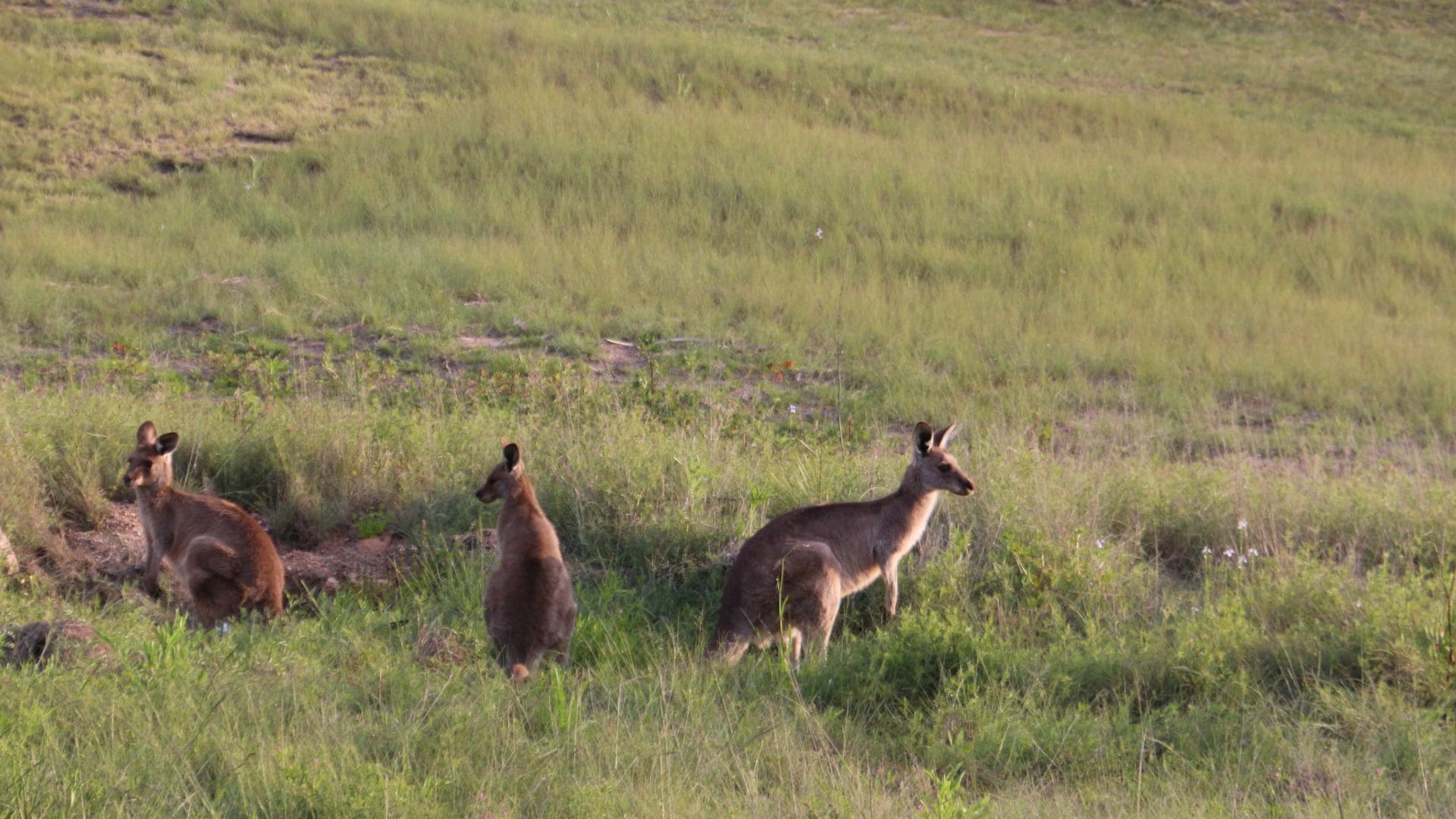 Rose Cottage Ballandean