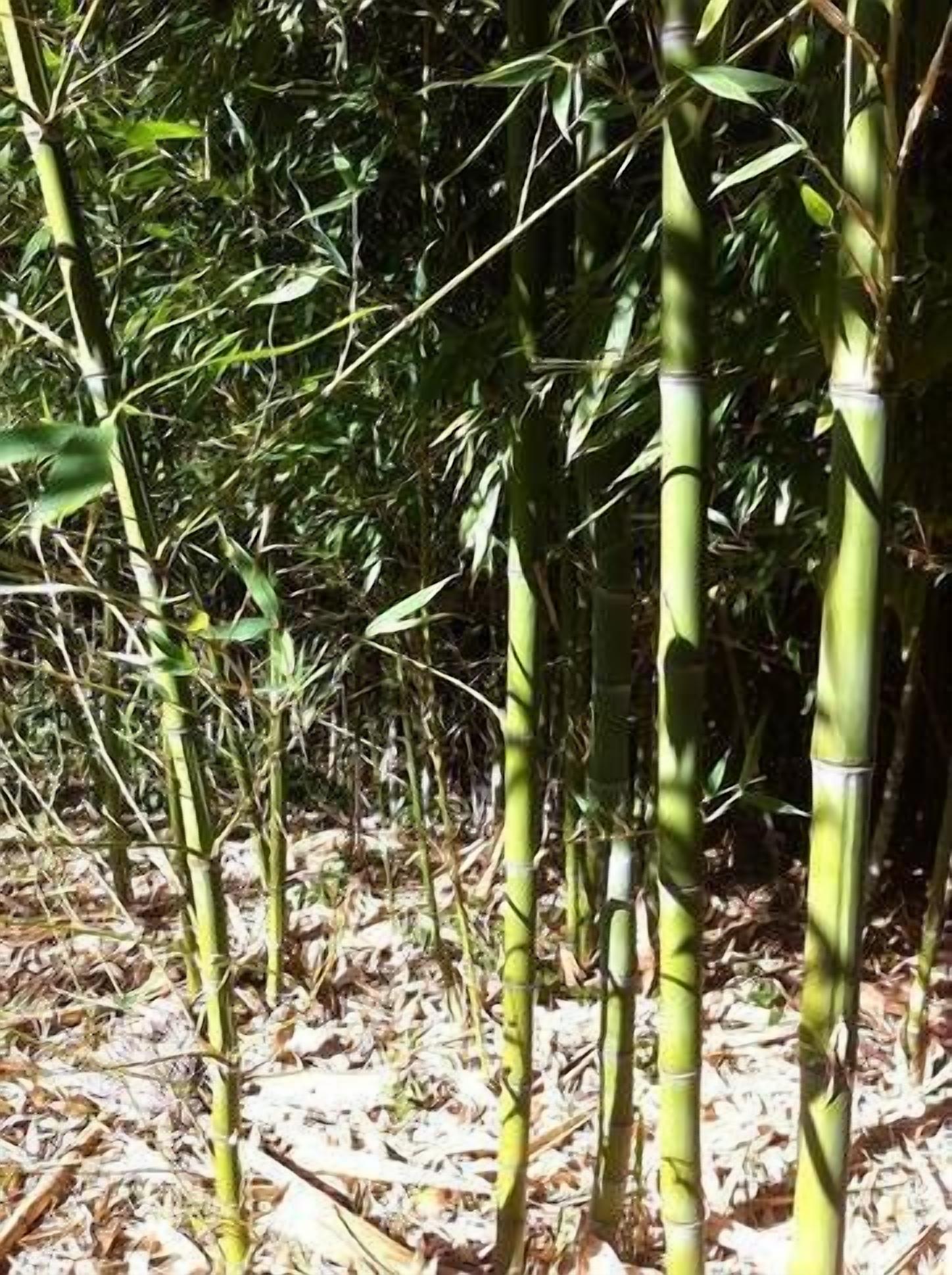 Bamboo Cottage Bed & Breakfast