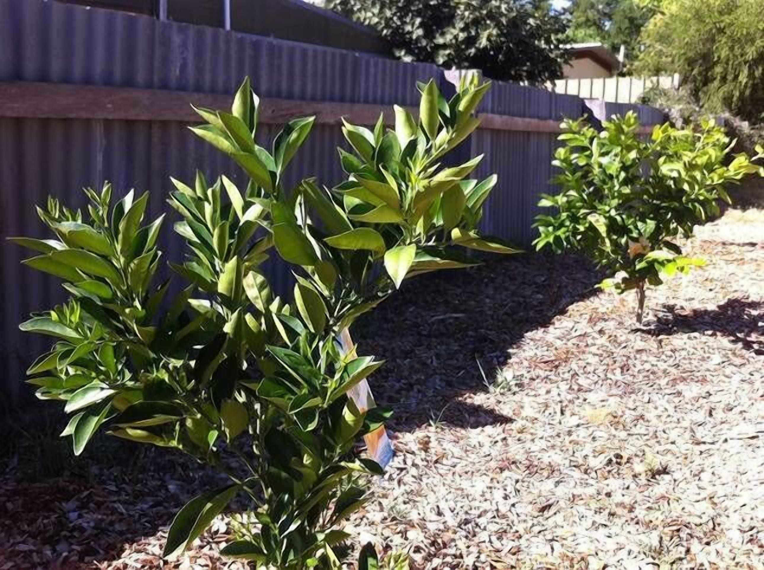 Bamboo Cottage Bed & Breakfast