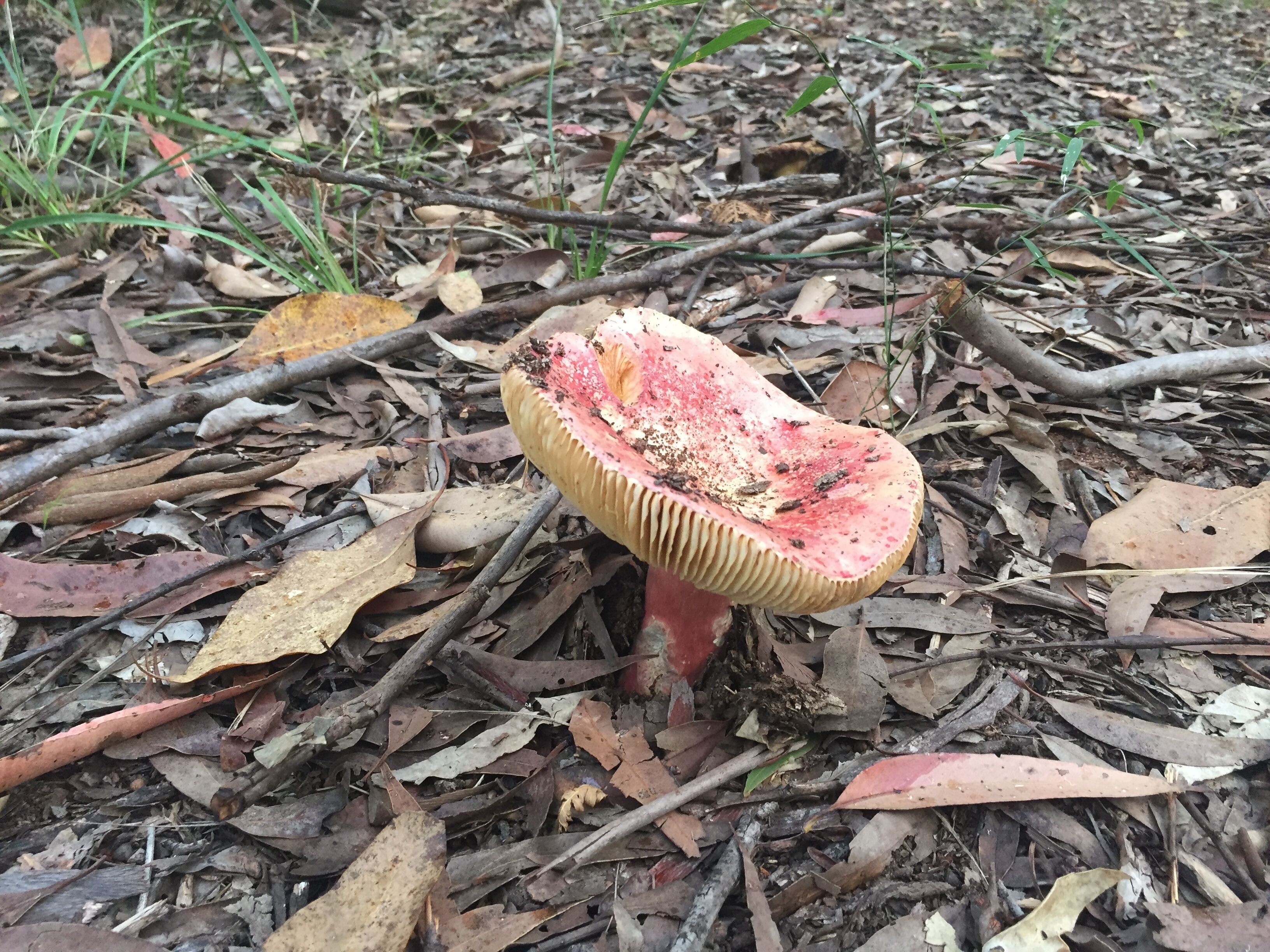 Island Container Bird House