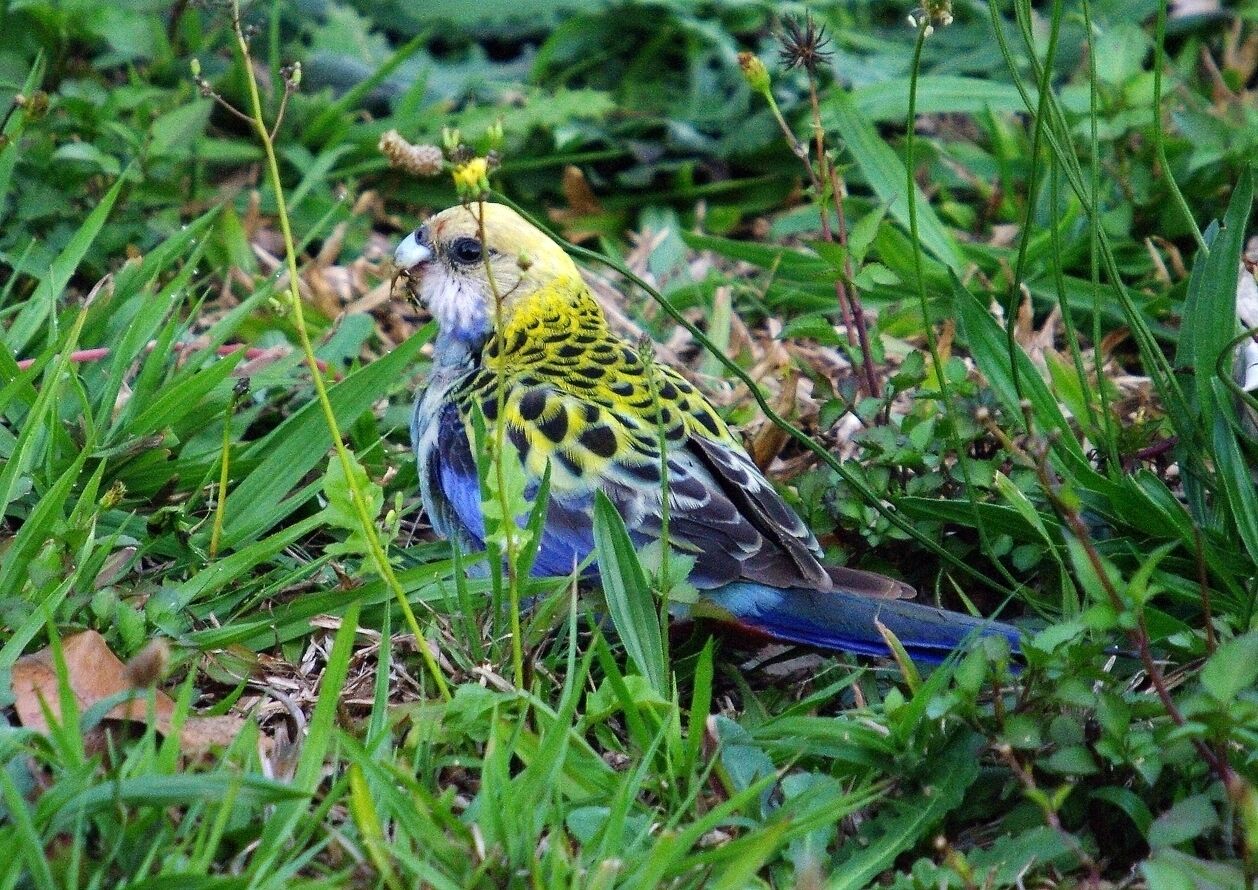 Island Container Bird House