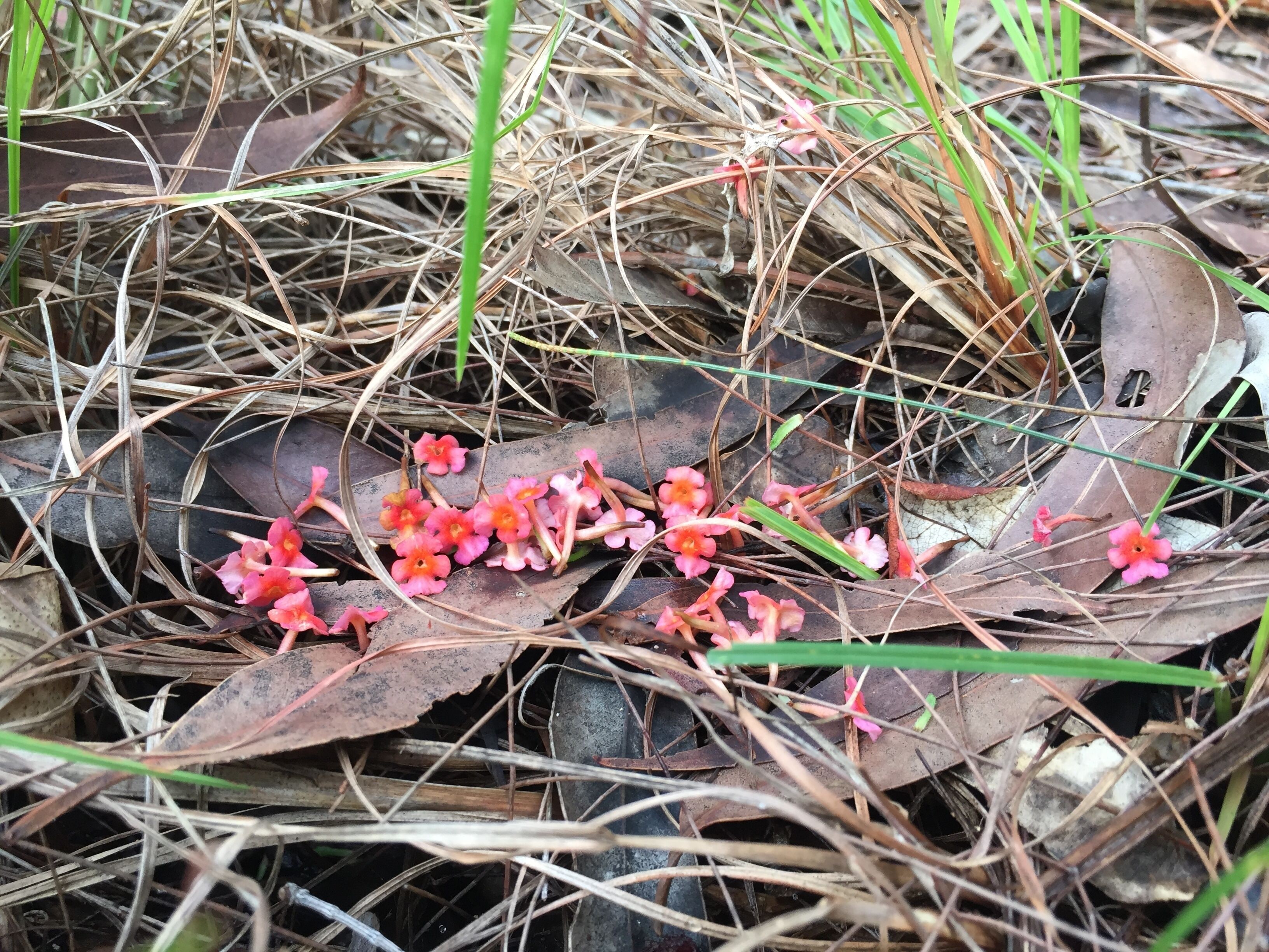 Island Container Bird House