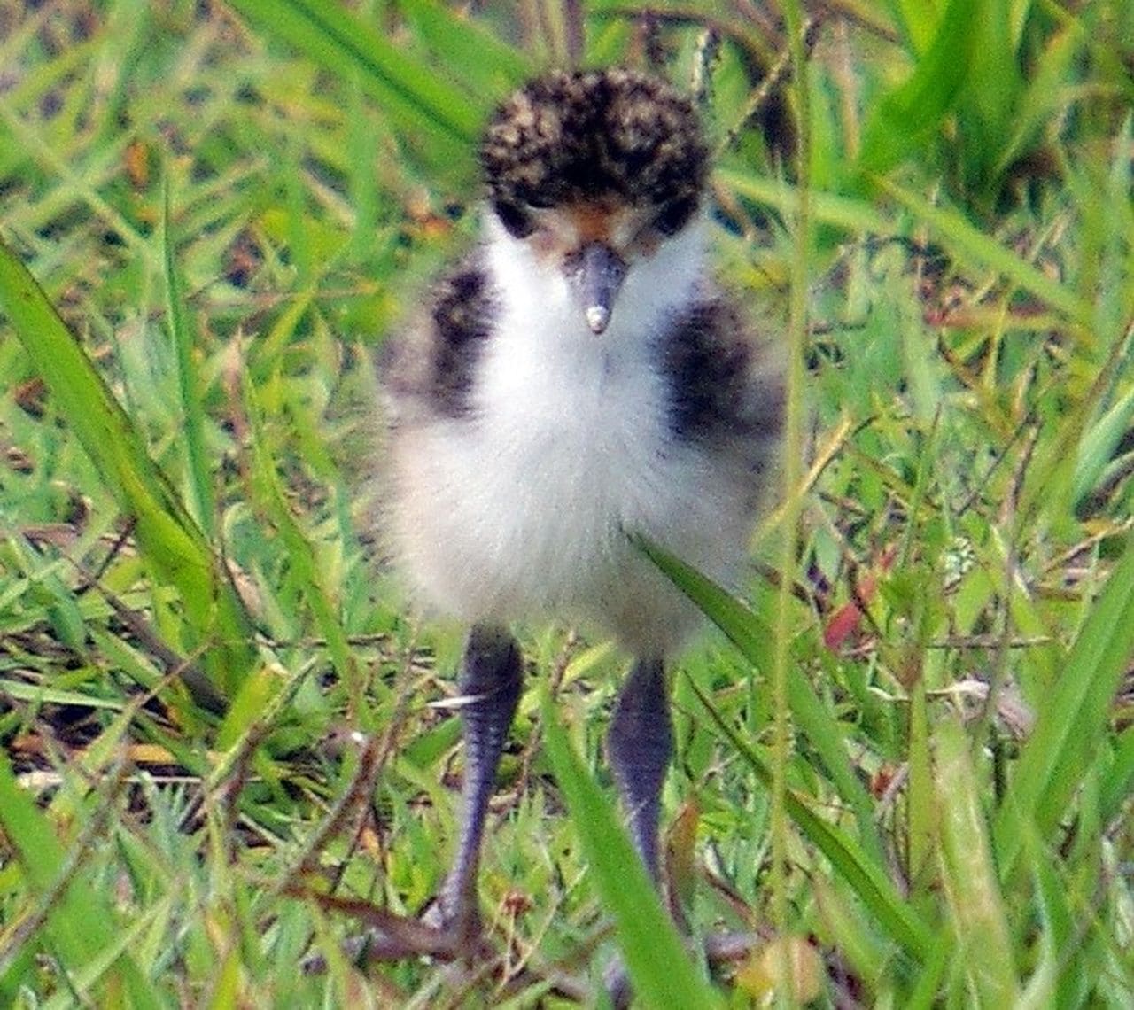 Island Container Bird House