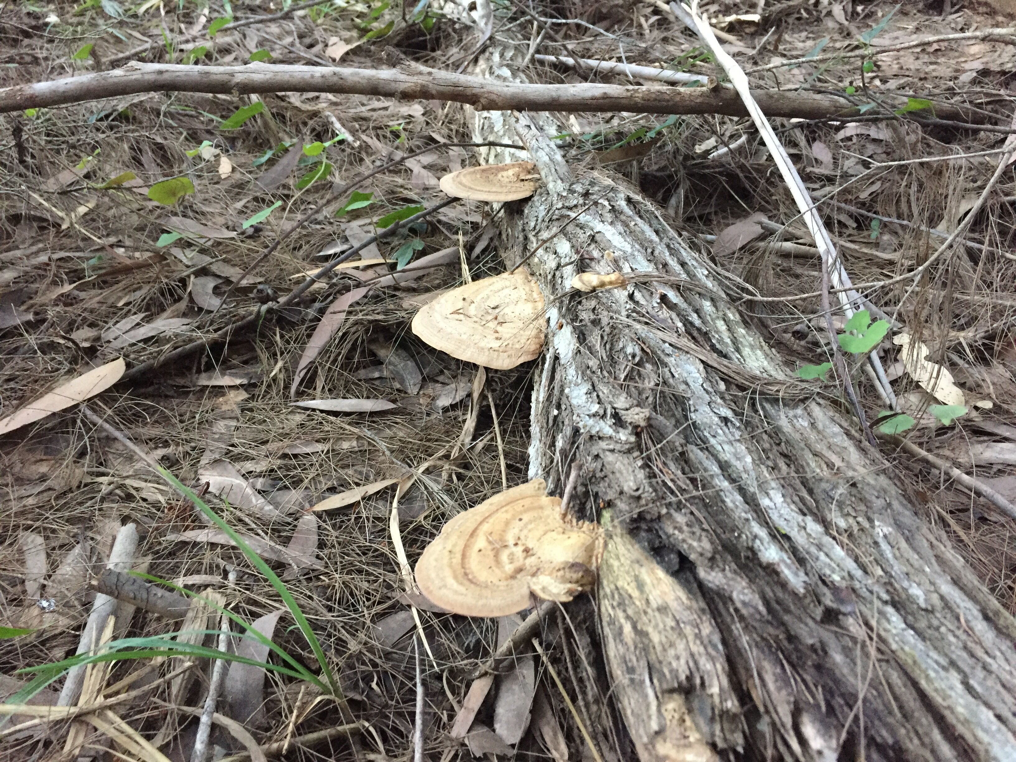 Island Container Bird House