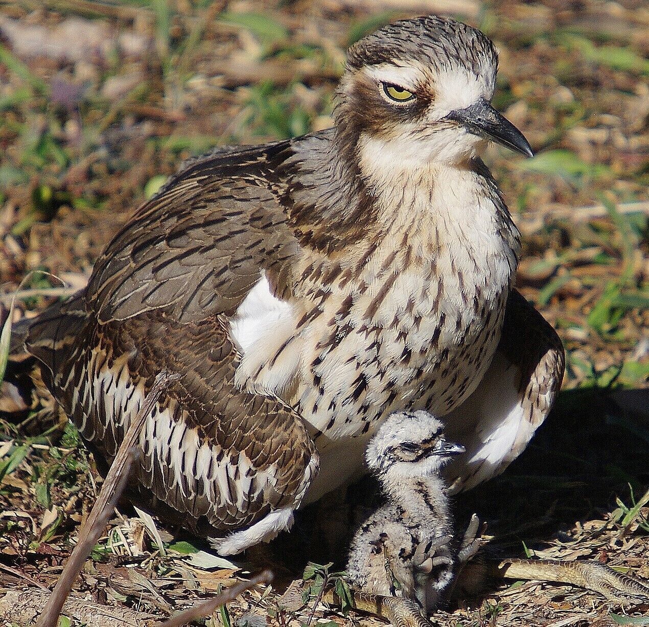 Island Container Bird House