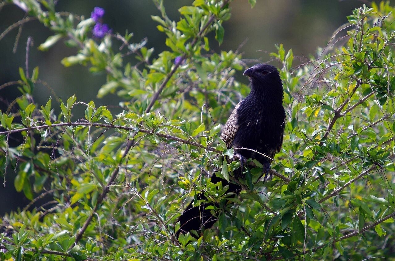 Island Container Bird House