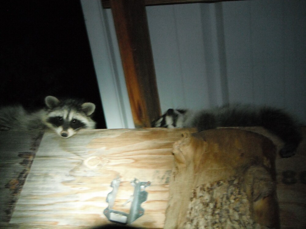 I'm Open, Base Camp Adventure Lodge, King bed