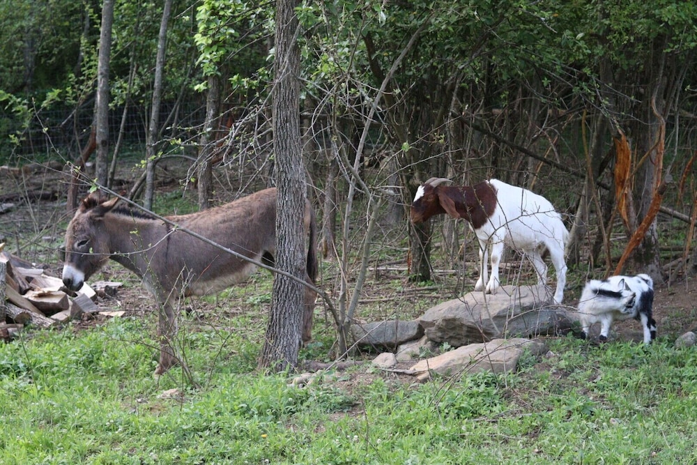 Family Friendly Barndominium in Amish Country (Sleeps 8)