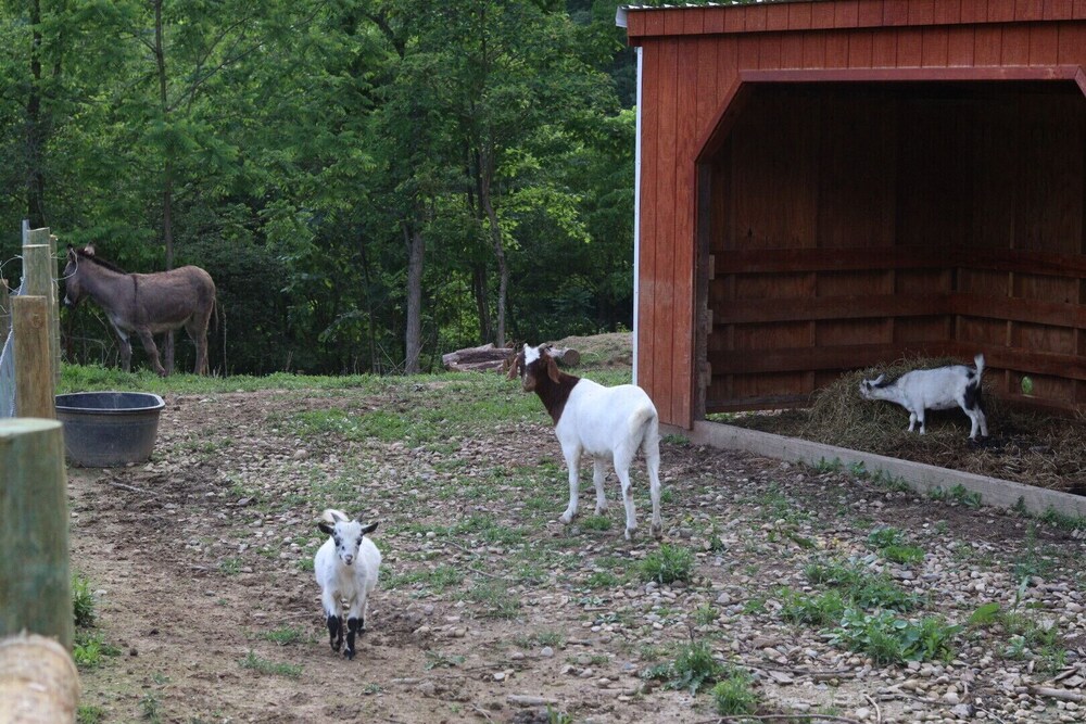 Family Friendly Barndominium in Amish Country (Sleeps 8)