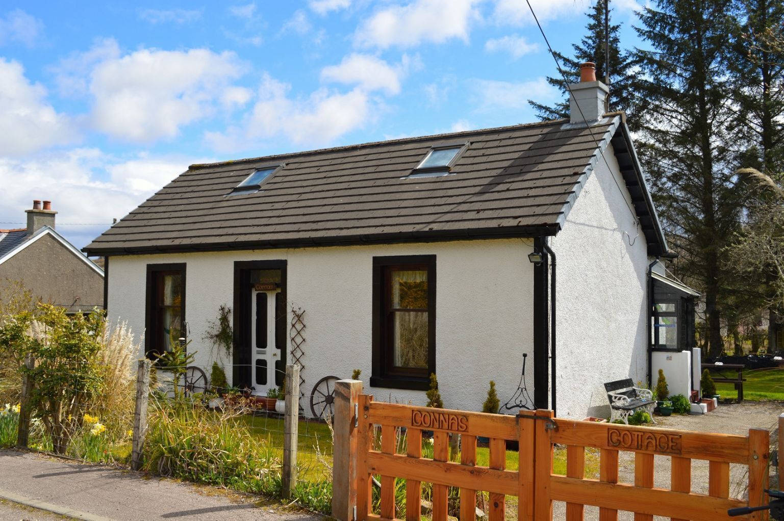 pomeranian chow chow for sale