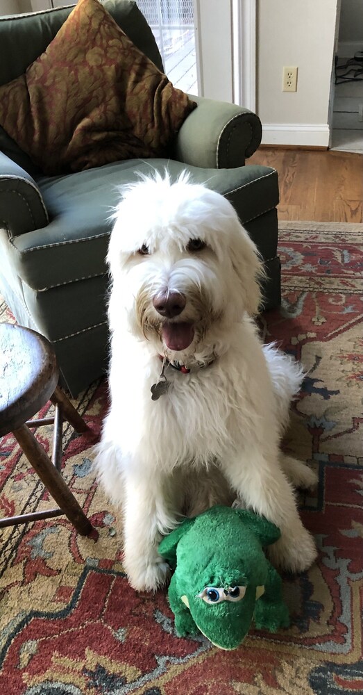 Private Treetop Asheville Home with Mtn. Views