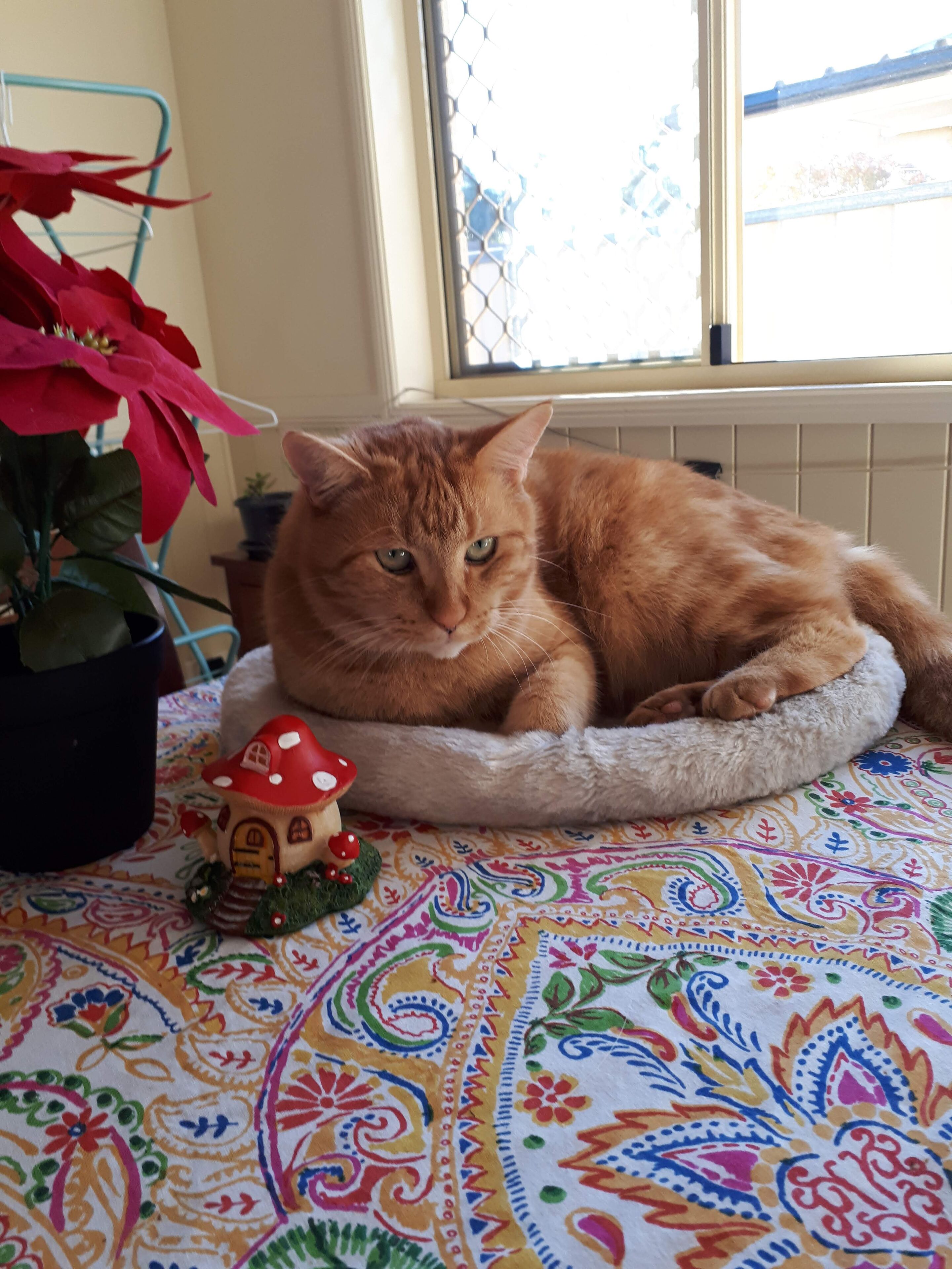 Female Only Stays. Modern Room has Bar Fridge, Kettle & TV, Desk.king Single BED