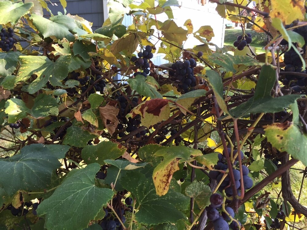 Lake Rental Premier Location on the Lake in Dundee Best