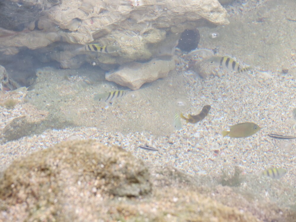 Becca Beach House Awesome Oceanfront House In Arecibo