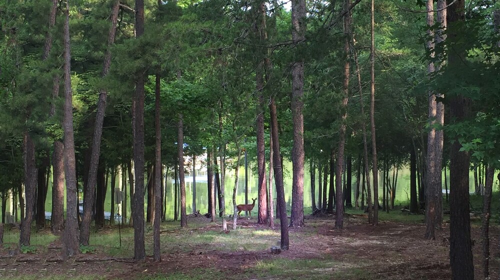 Kerr Lake log cabin on quiet hole with gentle slope toward water, Sandy Beach nearby