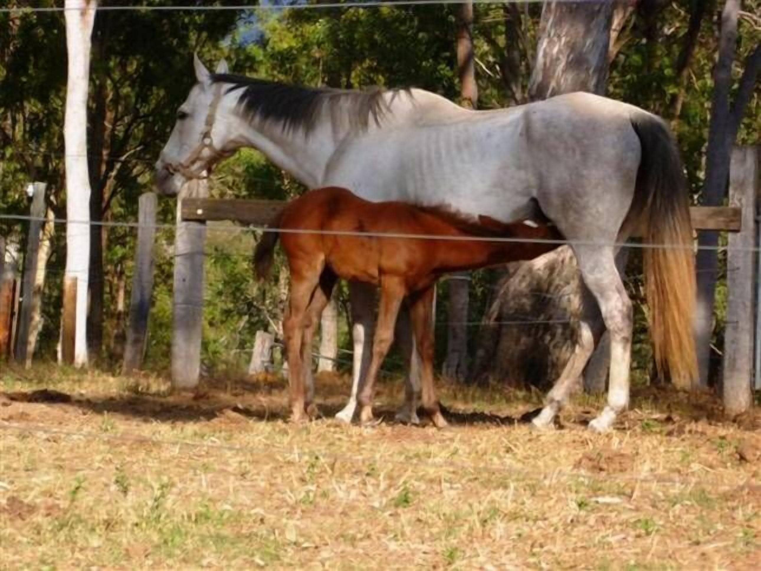 Magpie Creek Thoroughbred Farmstay Family Unit