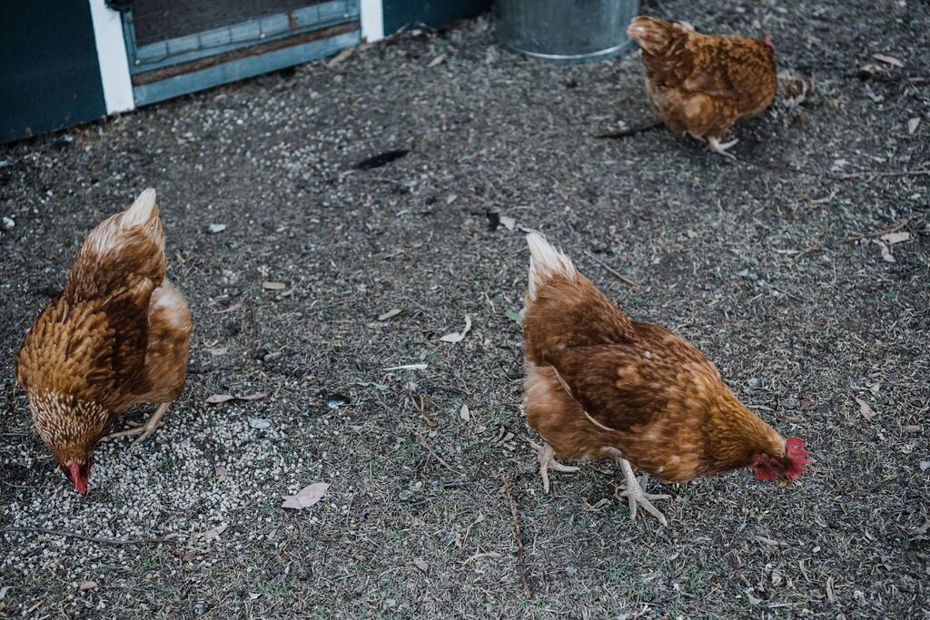 Wilpine Homestead and Cottage