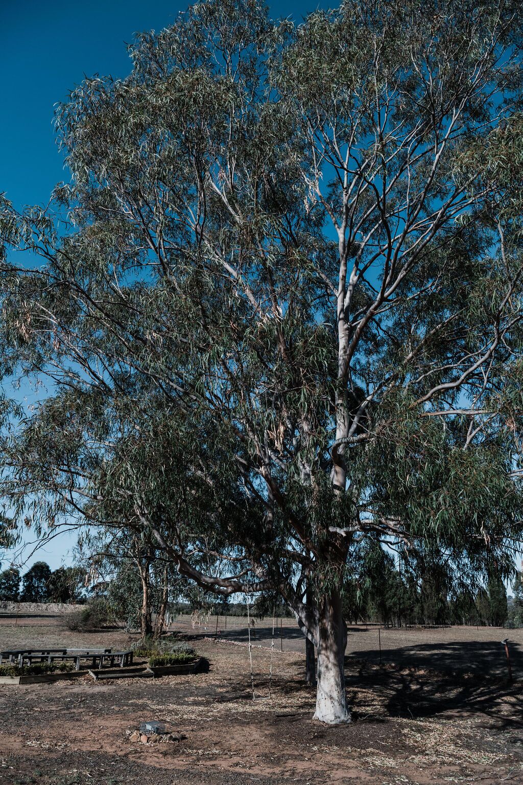 Wilpine Homestead and Cottage