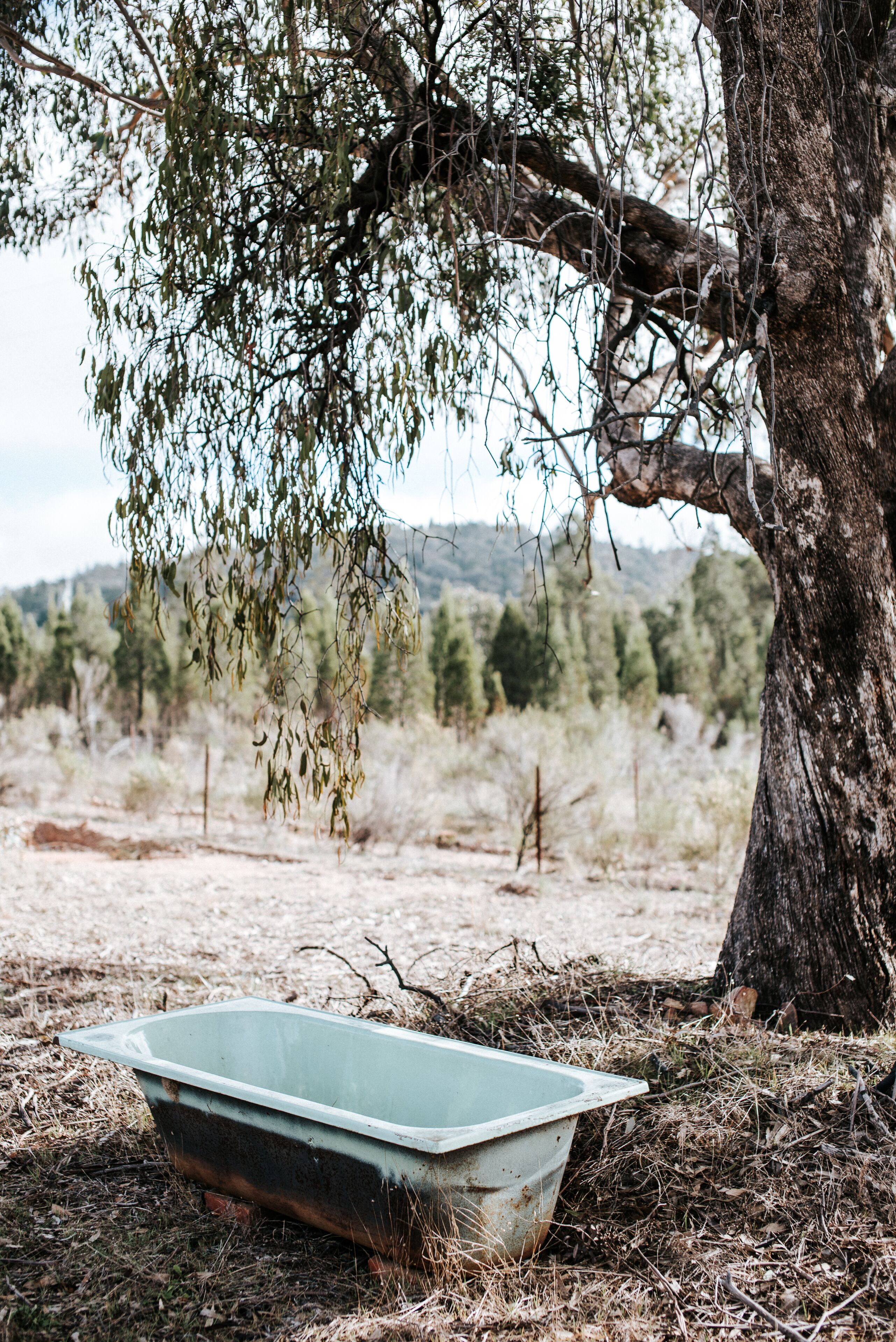 Wilpine Homestead and Cottage