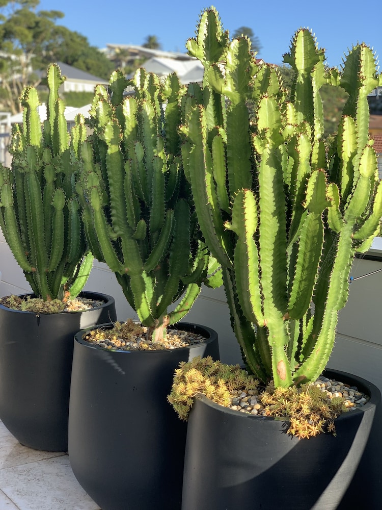 Luxury Apartment - Ocean Views & Large Roof Top Garden with Private Spa