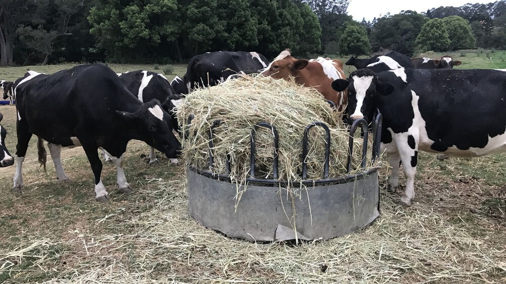 Mullumbimby Rural Escape Harry's Place Deals & Reviews (Main Arm