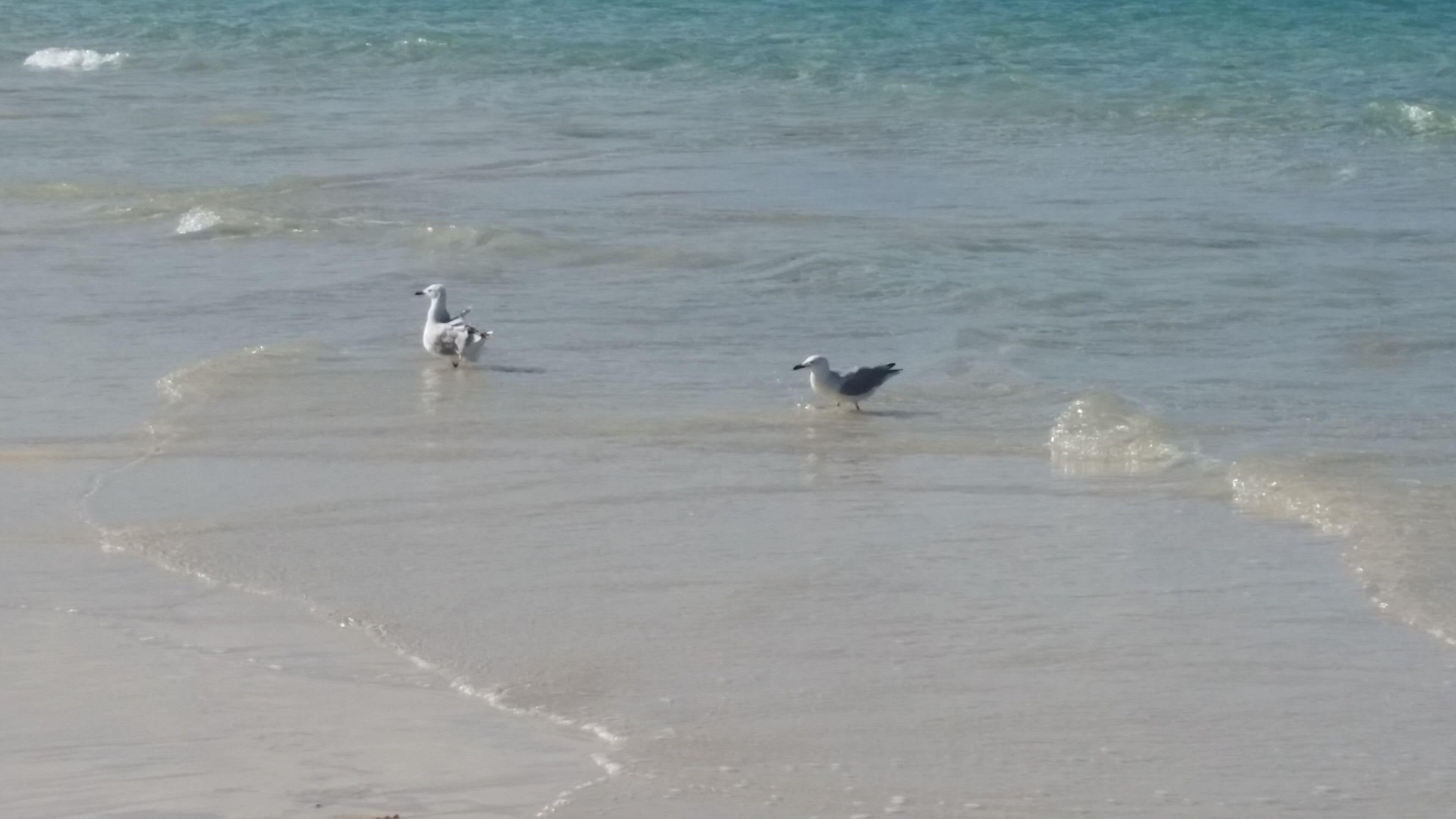 Family Time Pet Friendly, Ledge Point