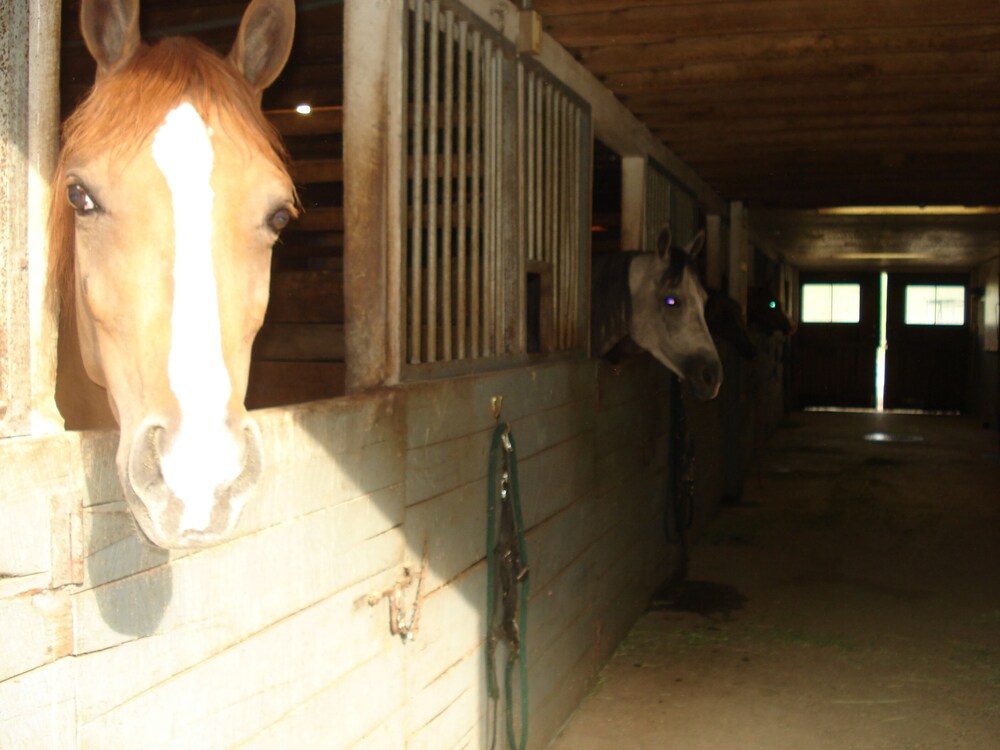 Lazy Acres Log Cabins on a beautiful farm 5m from downtown Lexington. VMI W&L 5m