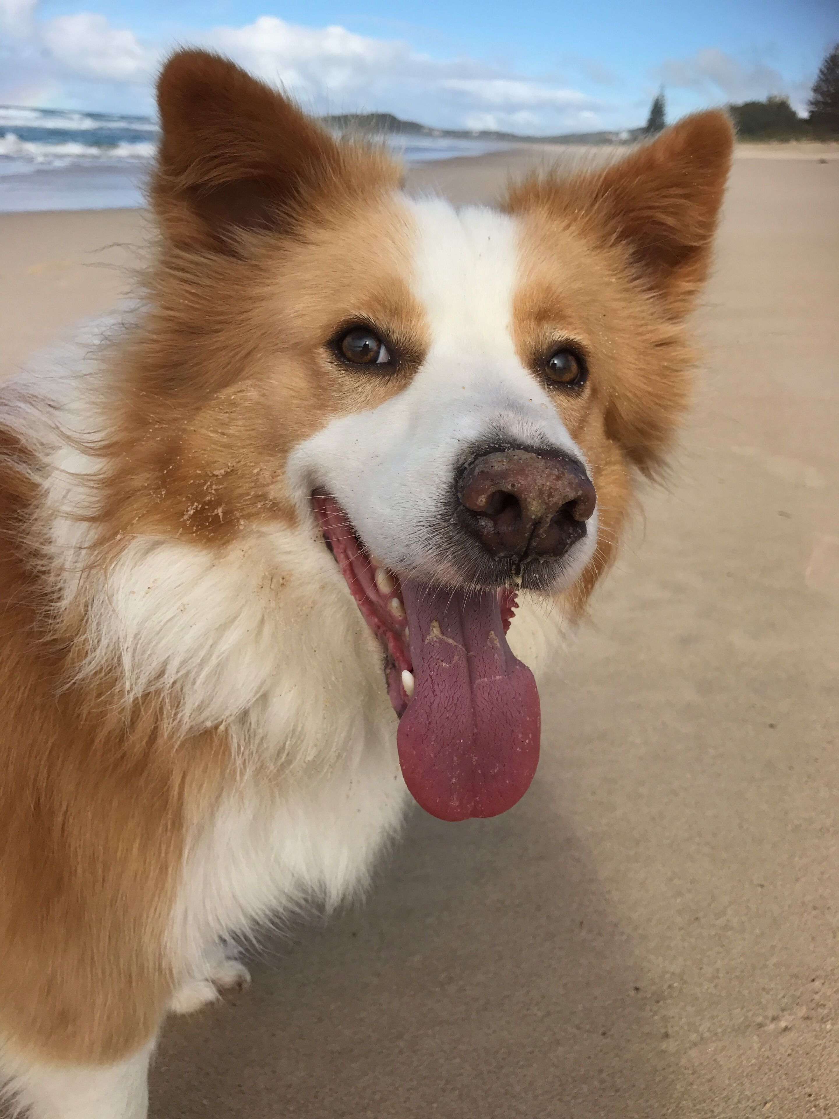 Finns Beach House Wooli