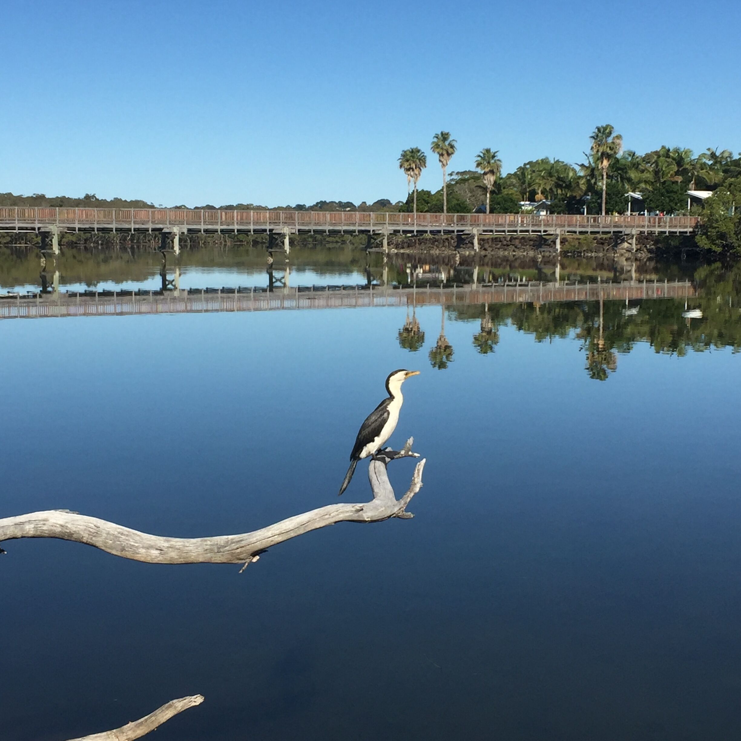 Carmel by the Sea is dog Friendly in Brunswick Heads