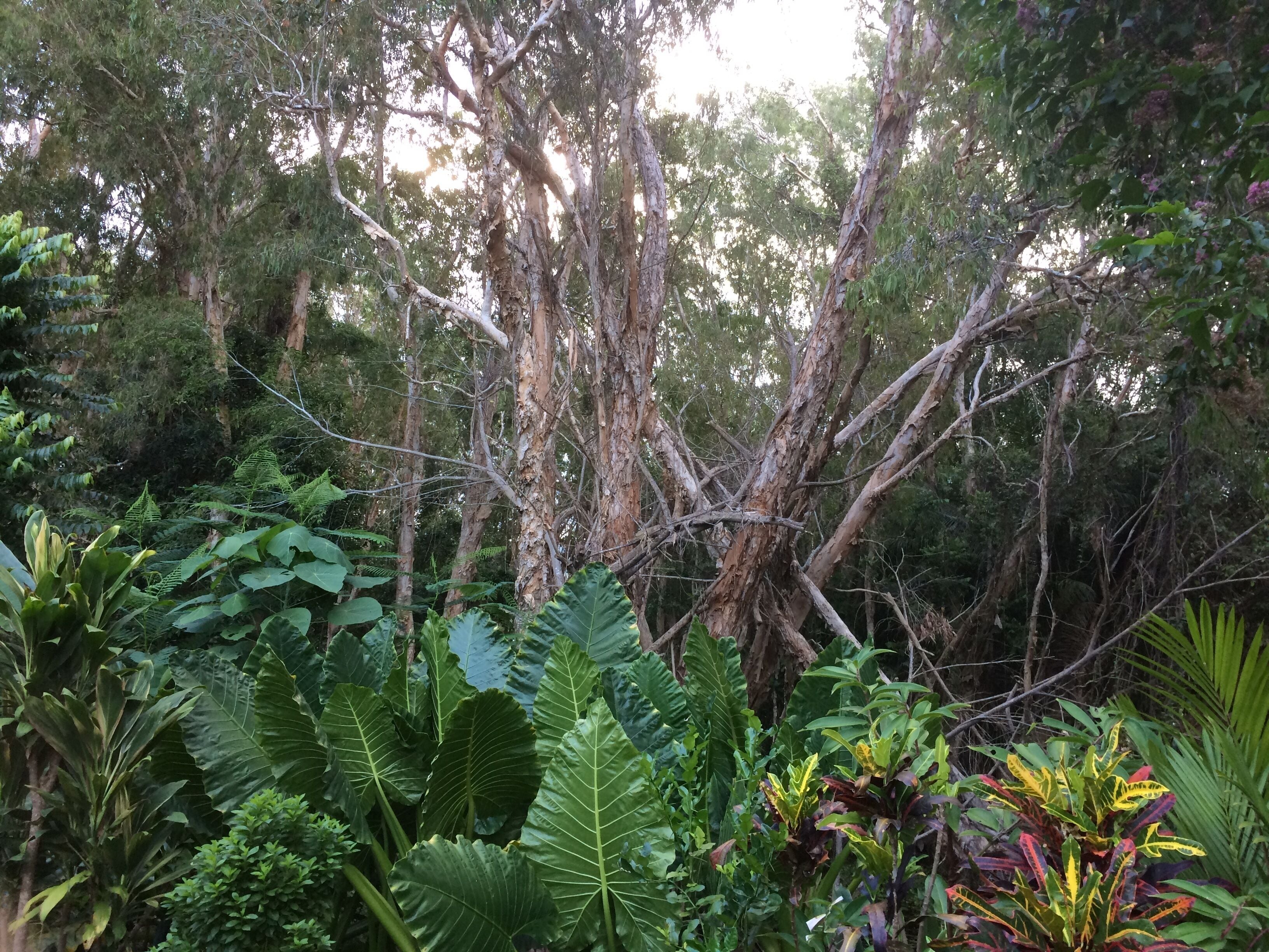 Tranquil Bush Setting