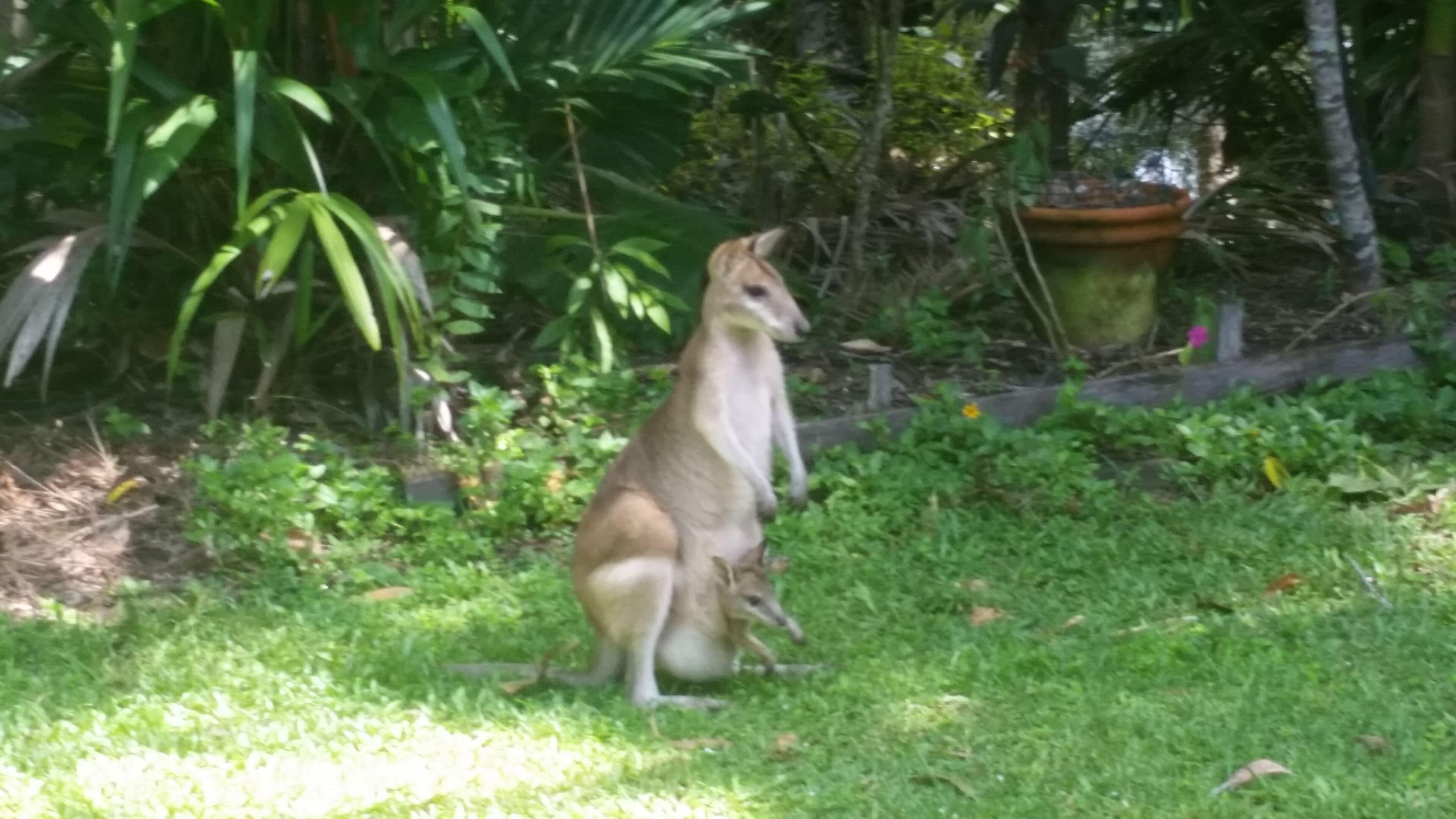 Tranquil Bush Setting