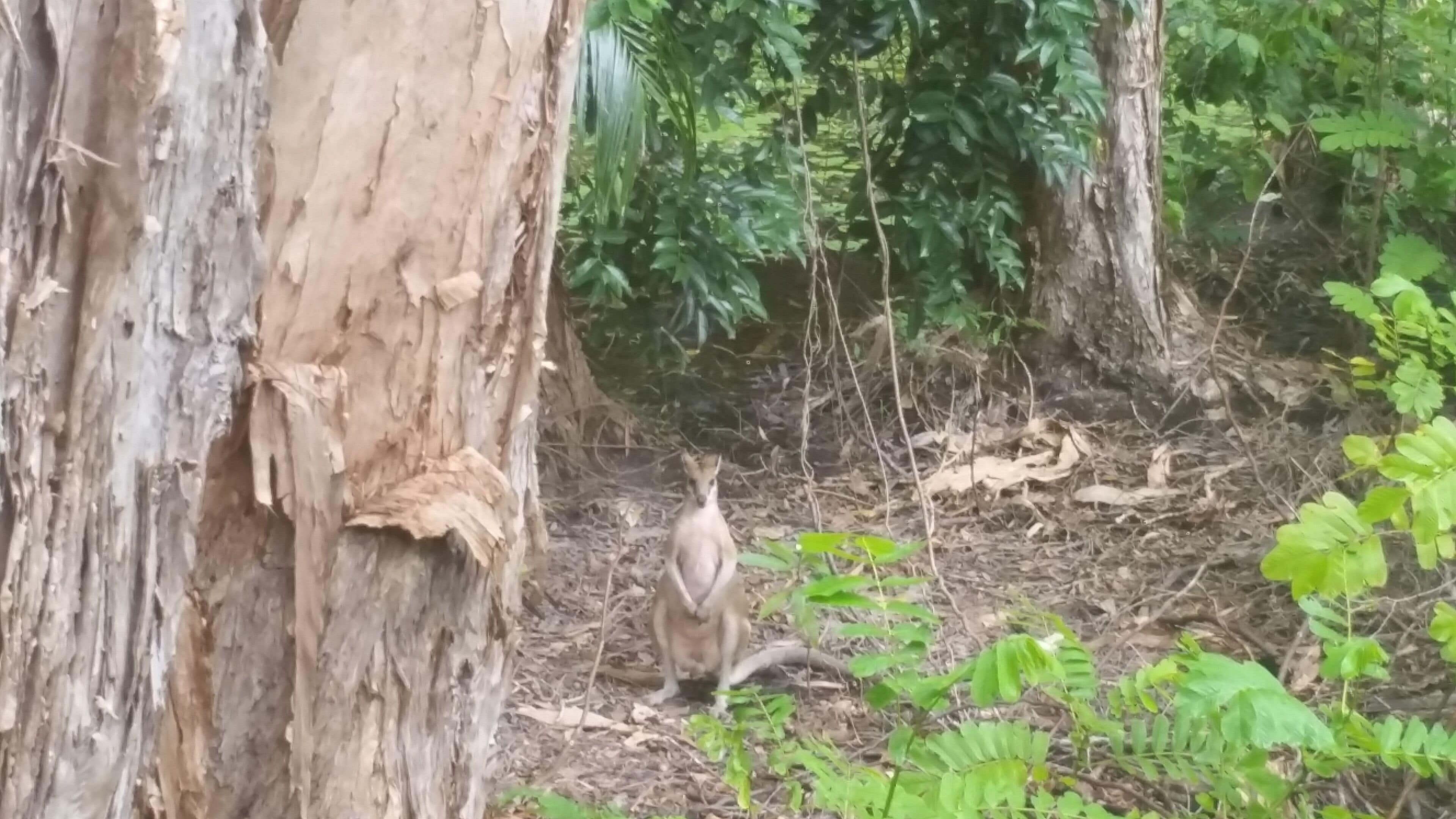 Tranquil Bush Setting