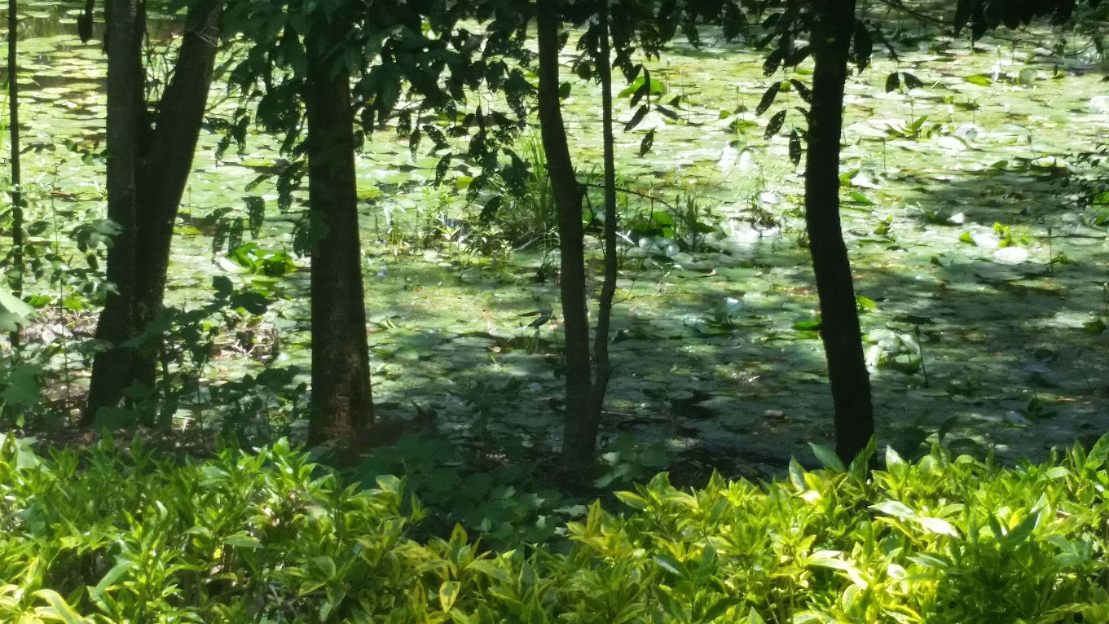 Tranquil Bush Setting